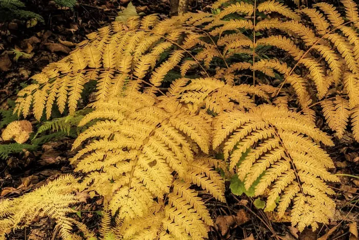 Framed Print : Interrupted Fern (Osmunda claytoniana) in Autumn, Muskoka, Ontario, Canada