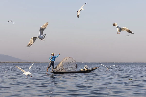 Intha fisherman with gulls, Lake Inle, Shan State