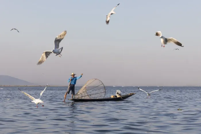 Framed Print : Intha fisherman with gulls, Lake Inle, Shan State Framed Print : Intha fisherman with gulls, Lake Inle, Shan State