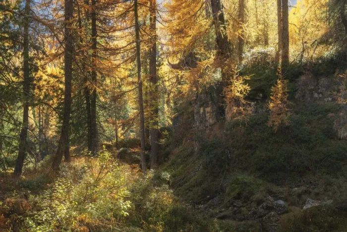 Framed Print : An intimate larch forest scene during the autumn foliage, not far from the Giau Pass in the Dolomites, Italy Framed Print : An intimate larch forest scene during the autumn foliage, not far from the Giau Pass in the Dolomites, Italy