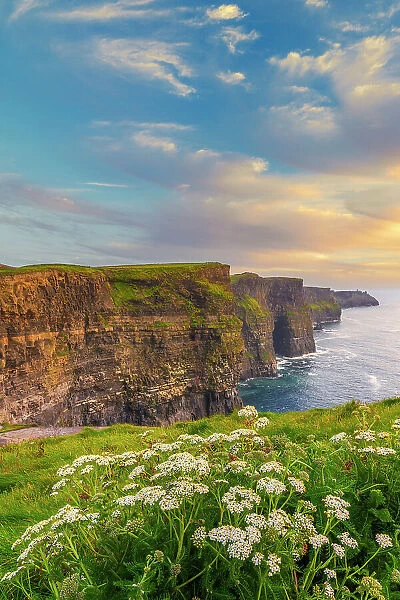 Ireland, Co. Clare, Cliffs of Moher with wild flowers in foreground