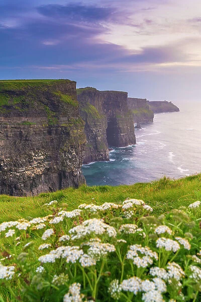 Ireland, Co. Clare, Cliffs of Moher with wild flowers in foreground