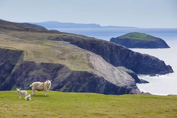 Ireland, Co. Donegal, Arranmore island, sheep on coast
