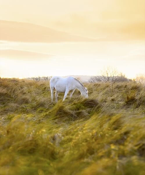 Ireland, Co. Donegal, Fanad, Horse in field