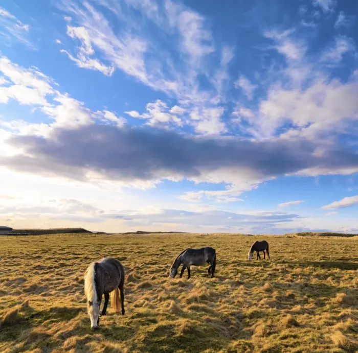 Framed Print : Ireland, Co. Donegal, Fanad, Horses in field Framed Print : Ireland, Co. Donegal, Fanad, Horses in field