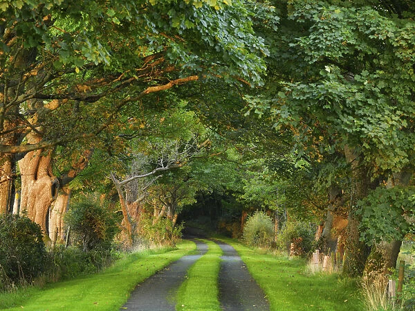Ireland, Co. Donegal, Fanad, Tree lined avenue