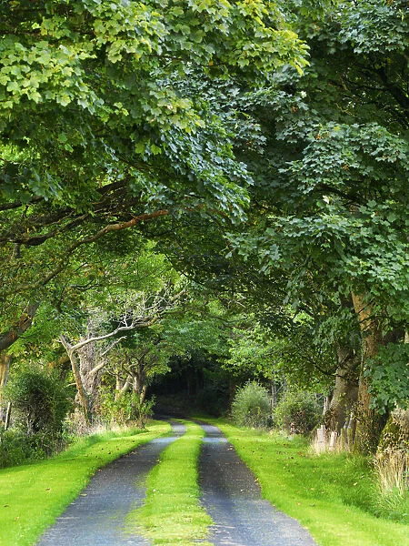 Ireland, Co. Donegal, Fanad, Tree lined avenue
