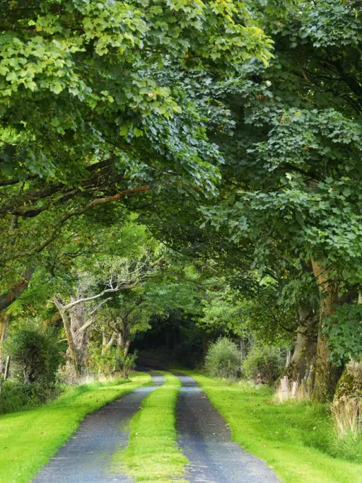 Framed Print : Ireland, Co. Donegal, Fanad, Tree lined avenue