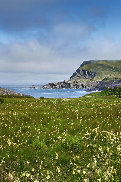 Ireland, Co. Donegal, Glencolumbkille (Glencolmcille), Glen head, meadow of wild flowers