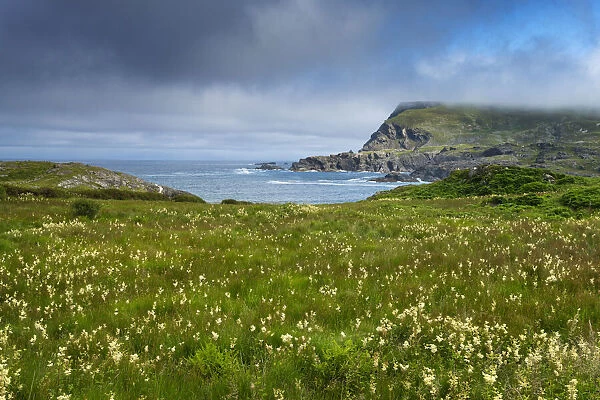 Ireland, Co. Donegal, Glencolumbkille (Glencolmcille), Glen head, meadow of wild flowers