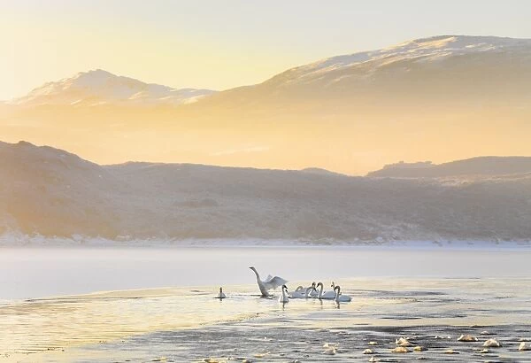Ireland, Co. Donegal, Mulroy bay, Swans on frozen water