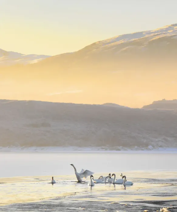 Framed Print : Ireland, Co. Donegal, Mulroy bay, Swans on frozen water Framed Print : Ireland, Co. Donegal, Mulroy bay, Swans on frozen water