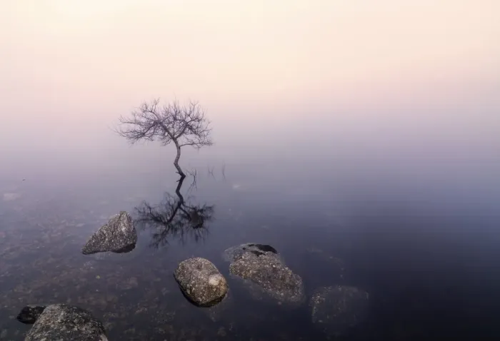 Framed Print : Ireland, Co. Donegal, tree reflected in Lough Dunlewey Framed Print : Ireland, Co. Donegal, tree reflected in Lough Dunlewey