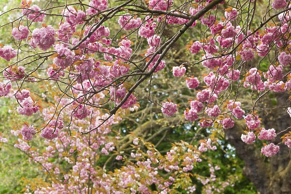 Ireland, Dublin, St. Stephens Green, spring blooms