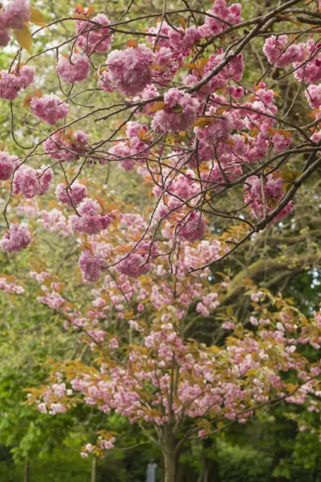 Framed Print : Ireland, Dublin, St. Stephens Green, spring blooms