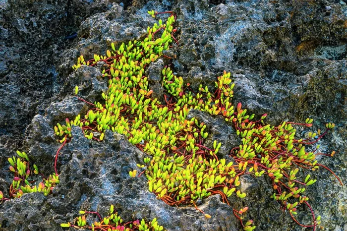 Framed Print : Ironstone outcrop with a colony of Sea purslane (Sesuvium portulacastrum), George Town, Grand Cayman, Cayman Islands