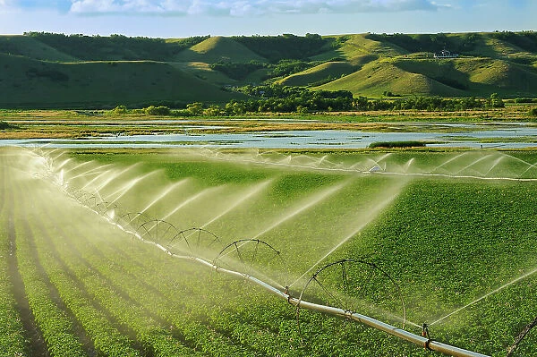 Irrigating potatoes in the Qu Appelle Valley Craven, Saskatchewan, Canada