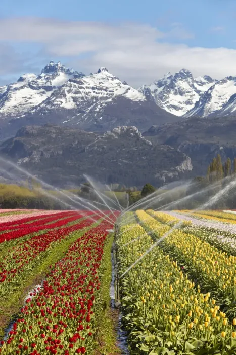 Framed Print : Irrigation of a tulip field in the Valle Hermoso'(Welsh: Cwm Hyfry), Trevelin, Chubut, Patagonia, Argentina. In the background the Gorsedd and Cwmwl snowy peaks Framed Print : Irrigation of a tulip field in the Valle Hermoso'(Welsh: Cwm Hyfry), Trevelin, Chubut, Patagonia, Argentina. In the background the Gorsedd and Cwmwl snowy peaks