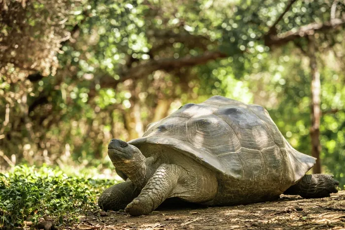 Framed Print : Isabela Island Giant Tortoise (Chelonoidis niger vicina), Isabela Island, Galapagos Islands, Ecuador Framed Print : Isabela Island Giant Tortoise (Chelonoidis niger vicina), Isabela Island, Galapagos Islands, Ecuador