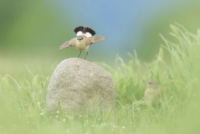 Framed Print : Isabelline Wheatear (Oenanthe isabellina) perched on rock, Bulgaria, May 2025 Framed Print : Isabelline Wheatear (Oenanthe isabellina) perched on rock, Bulgaria, May 2025