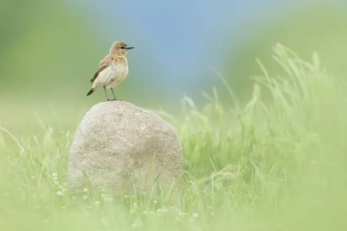 Framed Print : Isabelline Wheatear (Oenanthe isabellina) perched on rock, Bulgaria, May 2025 Framed Print : Isabelline Wheatear (Oenanthe isabellina) perched on rock, Bulgaria, May 2025