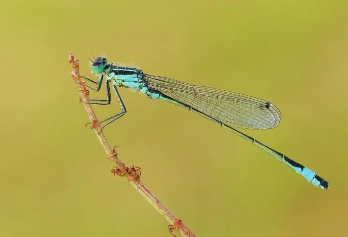 Framed Print : Ischnura elegans (Blue-tailed damselfly), Como, Lombardy, Italy Framed Print : Ischnura elegans (Blue-tailed damselfly), Como, Lombardy, Italy