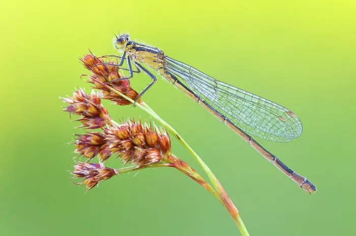 Framed Print : Ischnura elegans (Blue-tailed damselfly), Como province, Lombardy, Italy Framed Print : Ischnura elegans (Blue-tailed damselfly), Como province, Lombardy, Italy