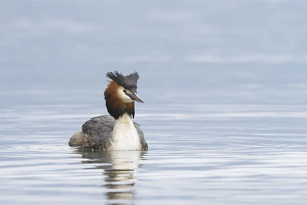 Iseo Lake, Lombardy, Italy. Great crested grebe