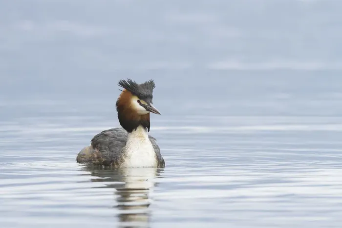 Framed Print : Iseo Lake, Lombardy, Italy. Great crested grebe
