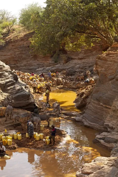Framed Print : Isiolo, Northern Kenya. Donkeys are loaded up with water at a drying up river bed Framed Print : Isiolo, Northern Kenya. Donkeys are loaded up with water at a drying up river bed
