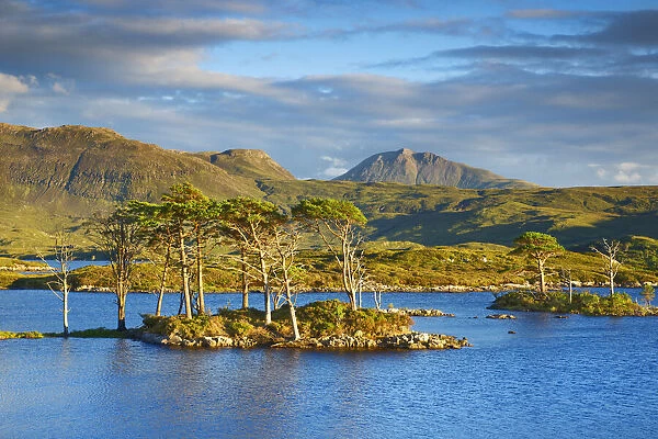 Island with pines - United Kingdom, Scotland, Sutherland, Loch Assynt - Highlands