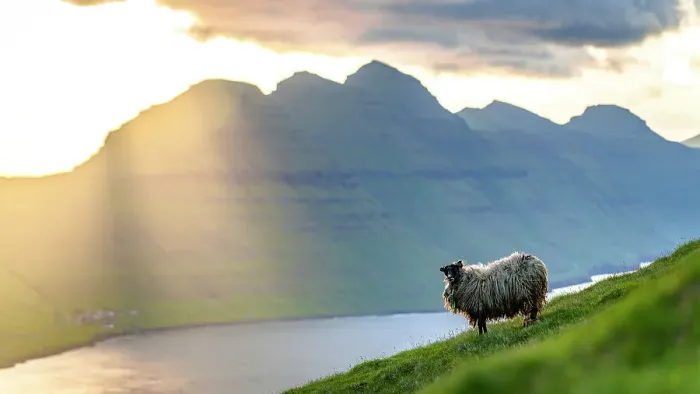 Framed Print : Isolated sheep on cliffs at sunset, Klaksvik, Bordoy island, Faroe Islands Framed Print : Isolated sheep on cliffs at sunset, Klaksvik, Bordoy island, Faroe Islands