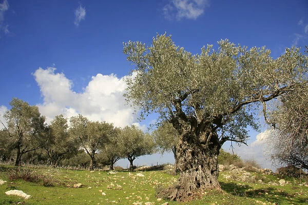 Israel, Mount Carmel, an Olive grove by Carmel Scenic Road