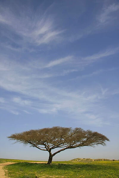 Israel, the northern Negev. Acacia Raddiana tree by Besor scenic road