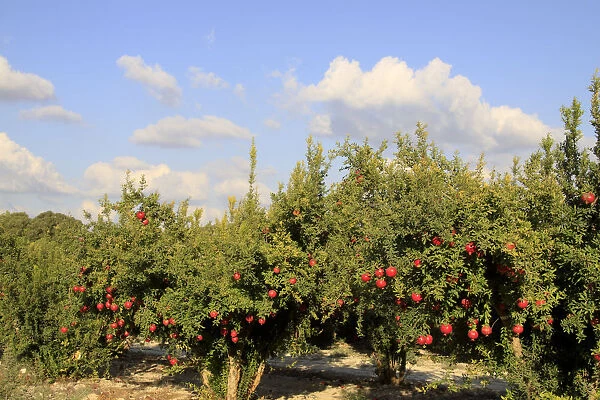 Israel, Shephelah, Pomegranate tree (Punica granatum) in Moshav Lachish