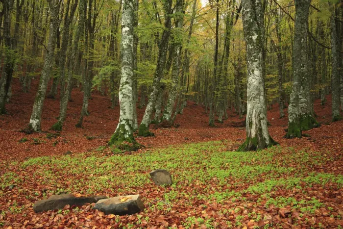 Framed Print : Italia, Sicily, beech forest of Mount Soro Framed Print : Italia, Sicily, beech forest of Mount Soro