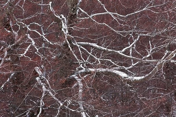 Italy, Abruzzo, snow covered branches on the red background made by autumn leaves