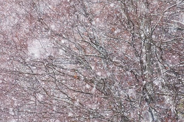 Italy, Abruzzo, Snowflakes swirling around almost bare trees, Campo Imperatore area