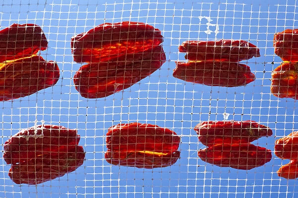 Italy, Apulia, Lecce district, Salentine Peninsula, Salento, Cherry tomatoes drying