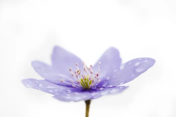 Framed Print : Italy, Friuli Venezia Giulia, Anemone Hepatica with dew Framed Print : Italy, Friuli Venezia Giulia, Anemone Hepatica with dew