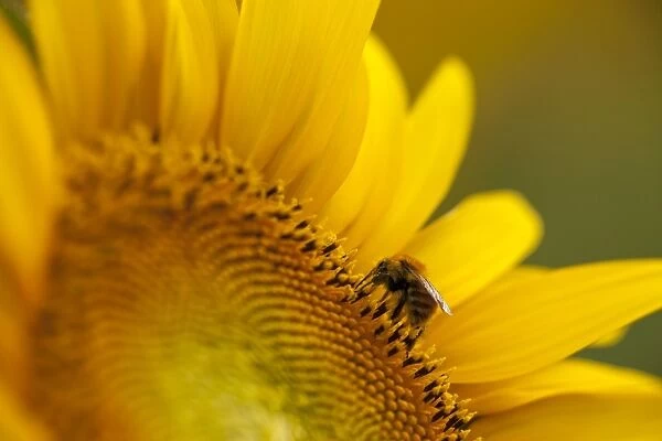 Italy, Friuli Venezia Giulia, bee on a sunflower
