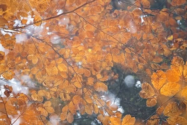 Italy, Friuli Venezia Giulia, beech leafs in autumn