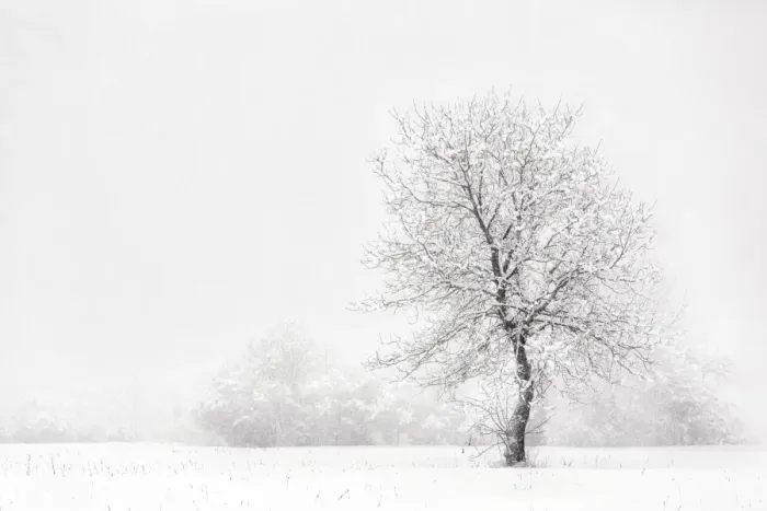 Framed Print : Italy, Friuli Venezia Giulia, Dolomites, lone tree in the snow Framed Print : Italy, Friuli Venezia Giulia, Dolomites, lone tree in the snow