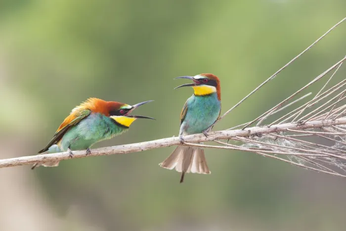 Framed Print : Italy, Friuli Venezia Giulia, European Bee-eater (Merops apiaster)