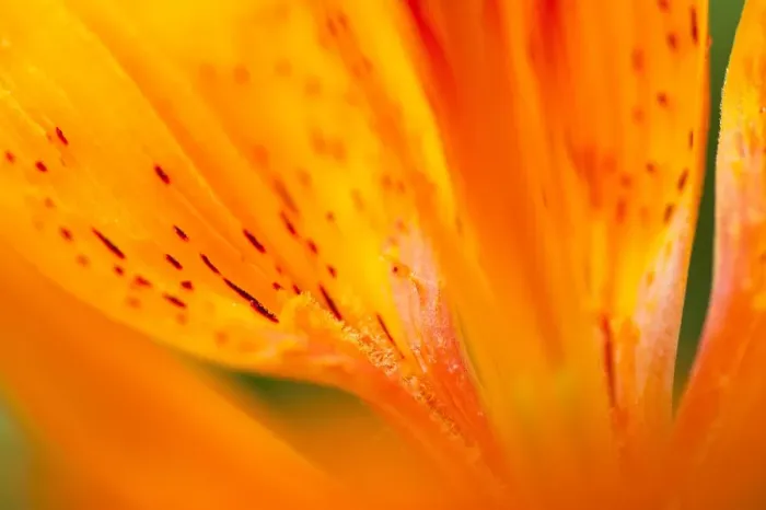 Framed Print : Italy, Friuli Venezia Giulia, Lilium bulbiferum or Orange Lily Framed Print : Italy, Friuli Venezia Giulia, Lilium bulbiferum or Orange Lily