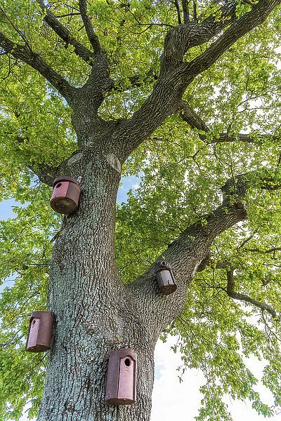 Italy, Friuli Venezia Giulia. An old oak tree with bird houses