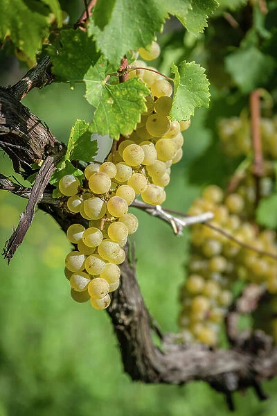 Italy, Friuli Venezia Giulia. a ripe grape in the Collio area