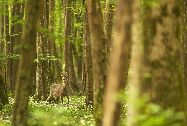 Italy, Friuli Venezia Giulia, Roe deer in a spring forest