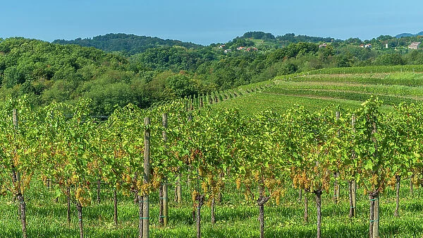 Italy, Friuli Venezia Giulia. a typical landscape of the Collio area, famous for its wines and vineyards