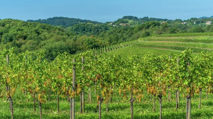 Framed Print : Italy, Friuli Venezia Giulia. a typical landscape of the Collio area, famous for its wines and vineyards Framed Print : Italy, Friuli Venezia Giulia. a typical landscape of the Collio area, famous for its wines and vineyards